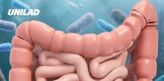 Scientists warn your gut bacteria could literally start ‘eating you’ if you don’t get enough fibre