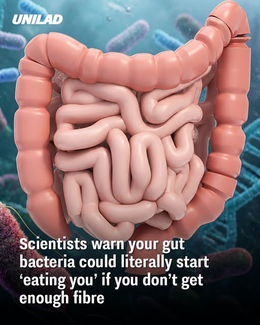 gut