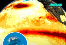 Expert warns El Niño could bring sharks and venomous sea snakes closer to US beaches