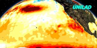 Expert warns El Niño could bring sharks and venomous sea snakes closer to US beaches