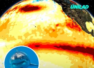 Expert warns El Niño could bring sharks and venomous sea snakes closer to US beaches